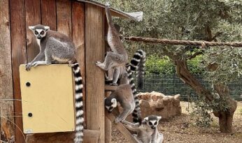 İzmir Doğal Yaşam Parkı’nda Davranış Zenginleştirme Atölyesi