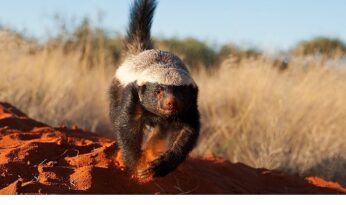 ‘İnanılmaz Bal Porsuğu’, 30 Kasım Pazar 20.00’de National Geographic WILD Ekranlarında!