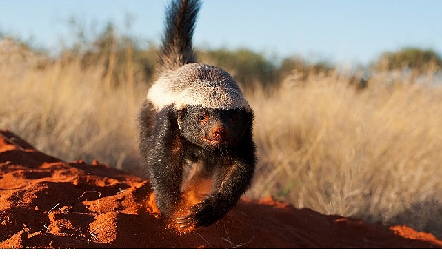 ‘İnanılmaz Bal Porsuğu’, 30 Kasım Pazar 20.00’de National Geographic WILD Ekranlarında!
