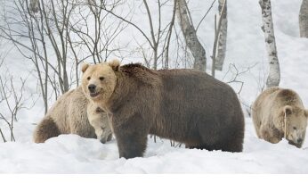 ‘Boz Ayının Kışı’, 7 Aralık Pazar 20.00’de National Geographic WILD Ekranlarında!
