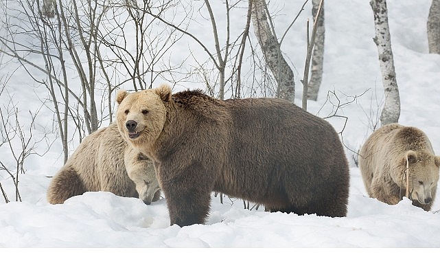 ‘Boz Ayının Kışı’, 7 Aralık Pazar 20.00’de National Geographic WILD Ekranlarında!