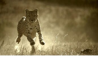 ‘Büyük Kediler Dünyası’, 1 Şubat Pazar 20.00’de National Geographic WILD Ekranlarında!