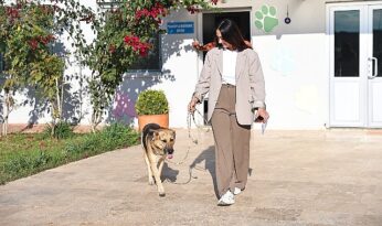 Can dostlar yeni yuvalara sahiplendiriliyor