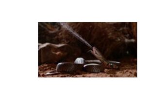 ‘Zehir Dosyaları: Yılan Isırığının Anatomisi’, 29 Mart Pazar 20.00’de National Geographic WILD Ekranlarında!